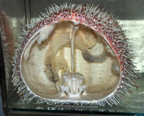 Sea urchin anatomy | Flickr - Photo Sharing!