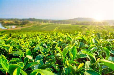 Premium Photo | Green tea plantation landscape in the morning. organic ...