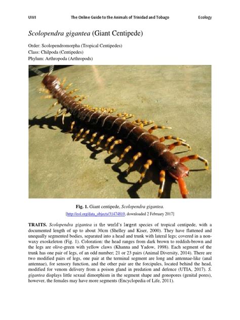 Scolopendra - Gigantea - Giant Centipede | PDF | Predation | Organisms