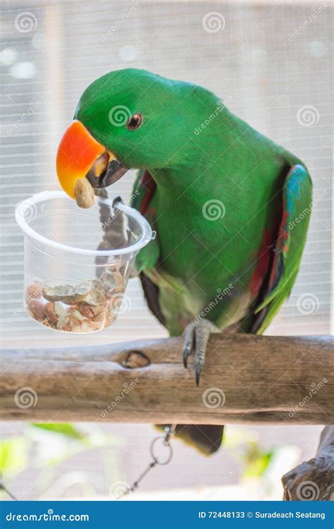 Macaw parrot eating food stock image. Image of macaw - 72448133