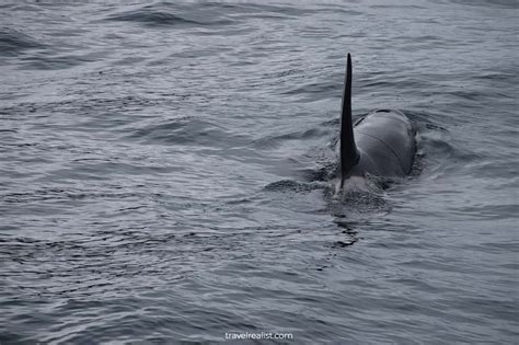 Kenai Fjords: Wildlife Cruise Guide - Travel Realist