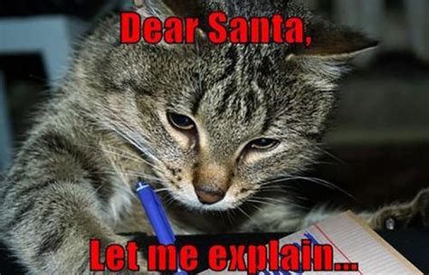 Funny Christmas Cats | Animals