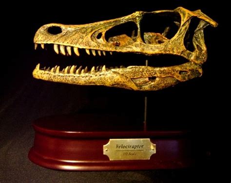 Velociraptor Skull Replica by DinoStoreus - Dan's Dinosaurs