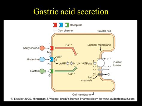 PPT - Gastric Acid Modifiers or Gastric Acid Suppression (GAS ...