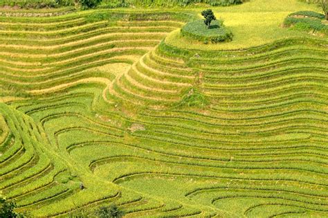 Rice,plantation,rice plantations,rice fields,asia - free image from needpix.com