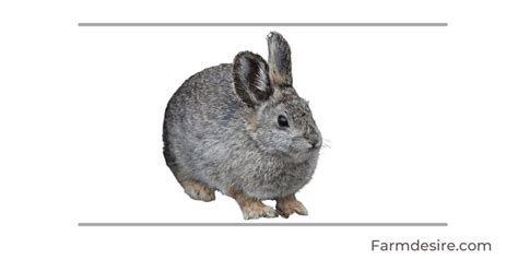 9 Fluffy Rabbit Breeds (With Pictures) | Farming Base