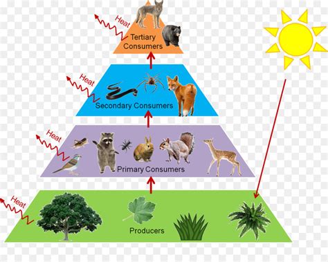 Trophic level Food web Food chain Ecological pyramid Ecology - forests clipart png download ...