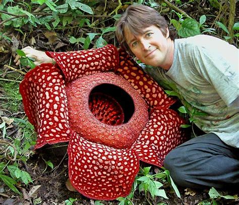 Today I Learned...: The rafflesia is the largest single flower in the ...