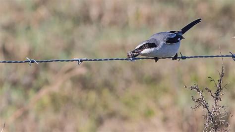 Shrikes: Meet the Bird That Impales Prey on Spikes