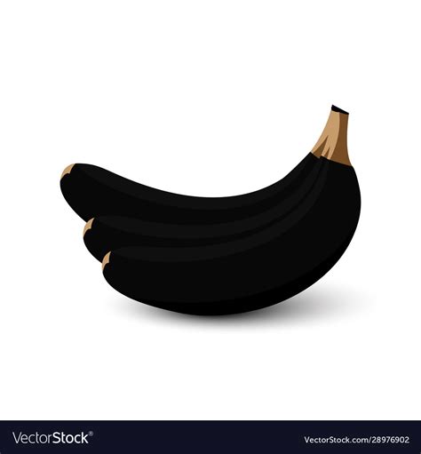 Banana bananas black color isolated on white Vector Image