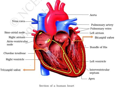 Circulatory System | Double Circulation - PMF IAS