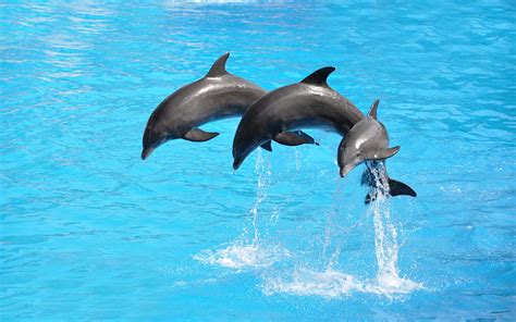 Mystic Aquarium: Exhibits, Encounters, Shows and 4D Movies