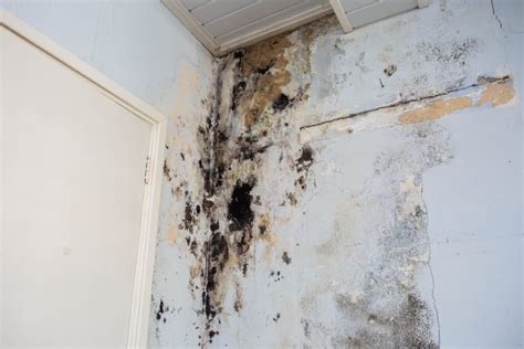 Unveil How to Check for Mold After Water Damage