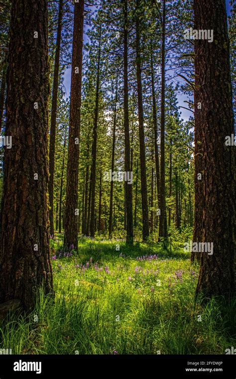 Forest meadow with blooming wild flowers surrounded by giant ponderosa ...