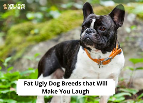 14 Fat Ugly Dog Breeds that Will Make You Laugh!