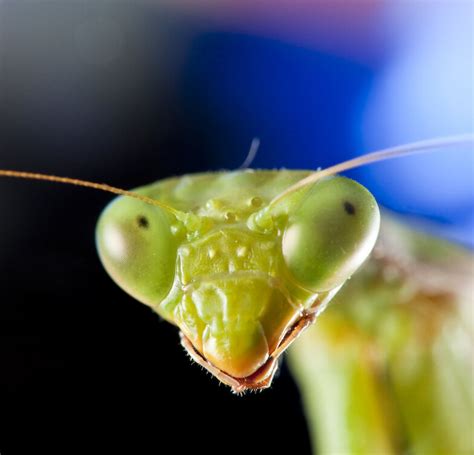 The praying mantis is the only insect that can turn its head | The Fact ...