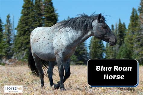 Blue Roan Horse Breeds, Origins, Colors & Names (W/ Pictures)