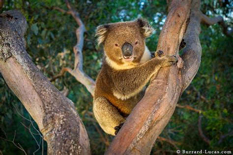 Koala Hugging Tree - Burrard-Lucas Photography | Koala, Koala bear, Animals