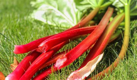 Nutrient Values of Rhubarb - The Epicentre