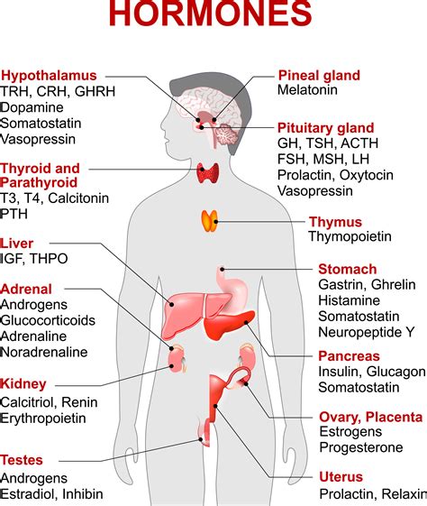 Must Know Endocrine System References - Ragam Resepi