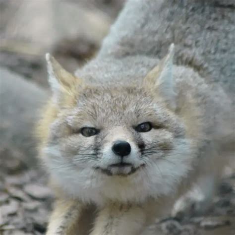 Swift Fox - Facts, Diet, Habitat & Pictures on Animalia.bio