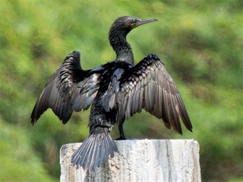 Indian Cormorant (Phalacrocorax fuscicollis) | Indian Institute of Technology (IIT) Madras ...