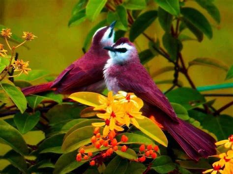 78 best Rare Birds Photography images on Pinterest | Exotic birds, Rare birds and Beautiful birds