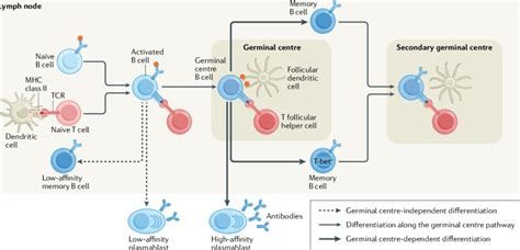 | T cell-dependent B cell differentiation. T cell-dependent B cell... | Download Scientific Diagram