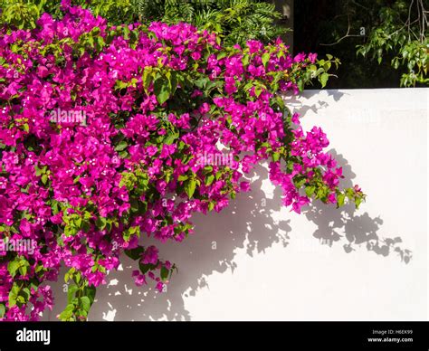 Bougainvillea wall hi-res stock photography and images - Alamy