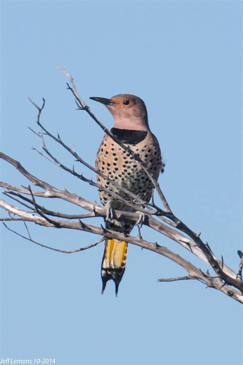 The Yellowhammer: Alabama’s State Bird – Nature Blog Network