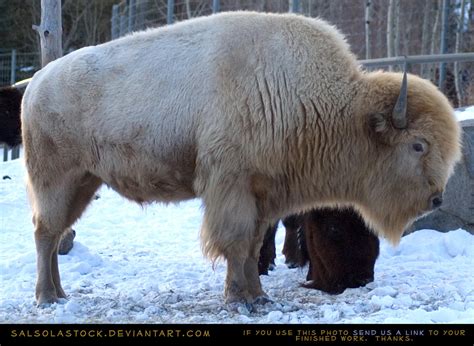 White Bison by SalsolaStock on DeviantArt