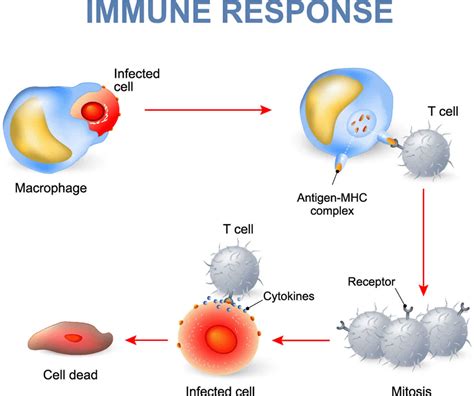 Immune response, types of immune response & how your immune system work