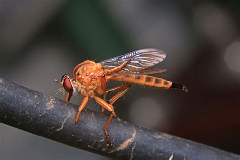 Phorid Flies More Than A Nuisance - ClearDefense Pest Control