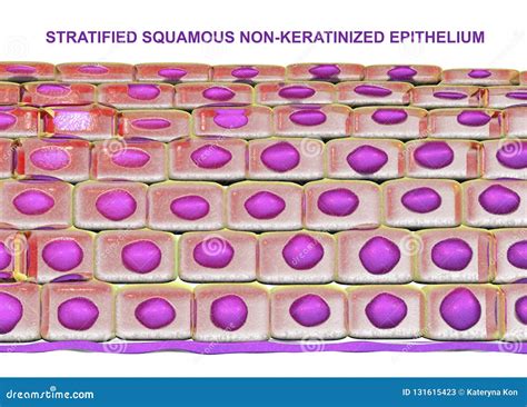 Stratified Squamous Epithelium Non Keratinized Esophagus