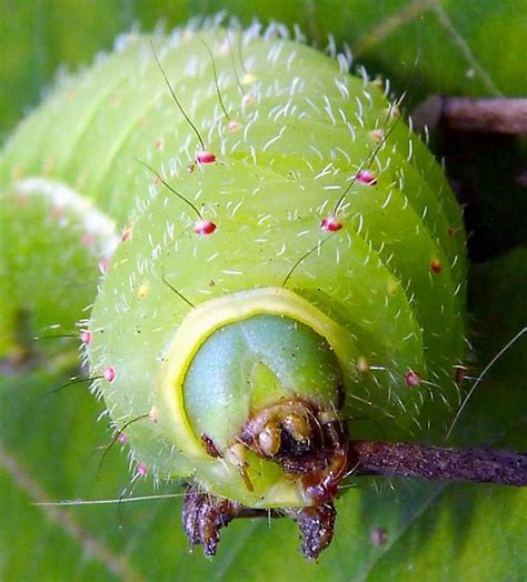 Antheraea polyphemus caterpillar? - Actias luna - BugGuide.Net