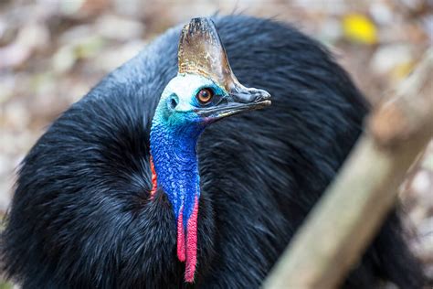 What do Cassowary Eat - Fruit or Vegetables? - Animal Favorite Foods