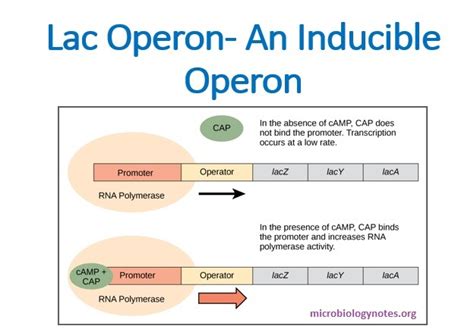 Overview of lac operon an inducible operon - Microbiology Notes