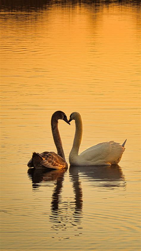 Download Nature Love Swans During Sunset Wallpaper | Wallpapers.com