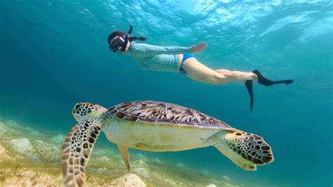 Turtle Town snorkeling in Maui – tickets, prices, discounts, timings, what to expect