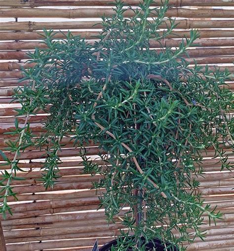 Problems With Indoor Rosemary