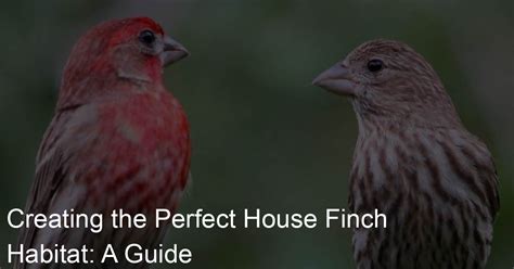 Creating the Perfect House Finch Habitat: A Guide