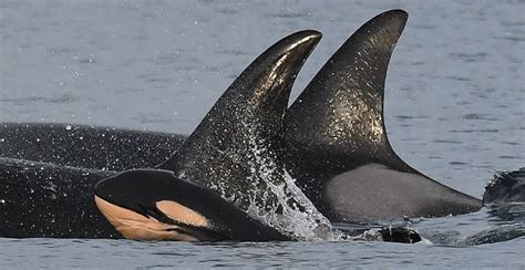 Baby orca spotted with endangered BC killer whale pod | News