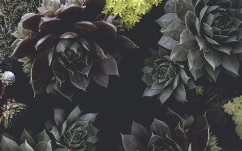 fondo de pantalla suculento,flor,echeveria,planta,hoja,diseño (#107950) - WallpaperUse