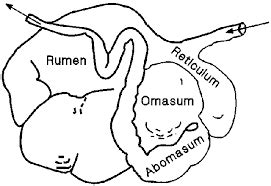 Similarities (Ruminant vs Non-ruminant) - GeT ON THE RIGHT TRACT