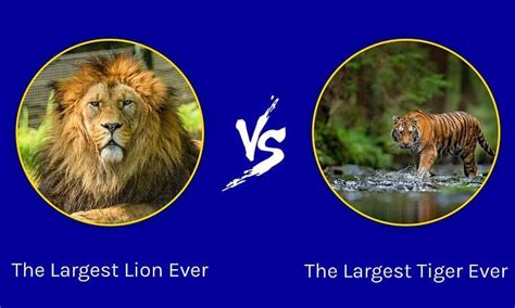 Epic Battles: The Largest Lion Ever vs. The Largest Tiger - A-Z Animals