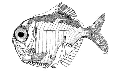 The Mesopelagic Fish Guide: shedding light on 550 fish species in one ...