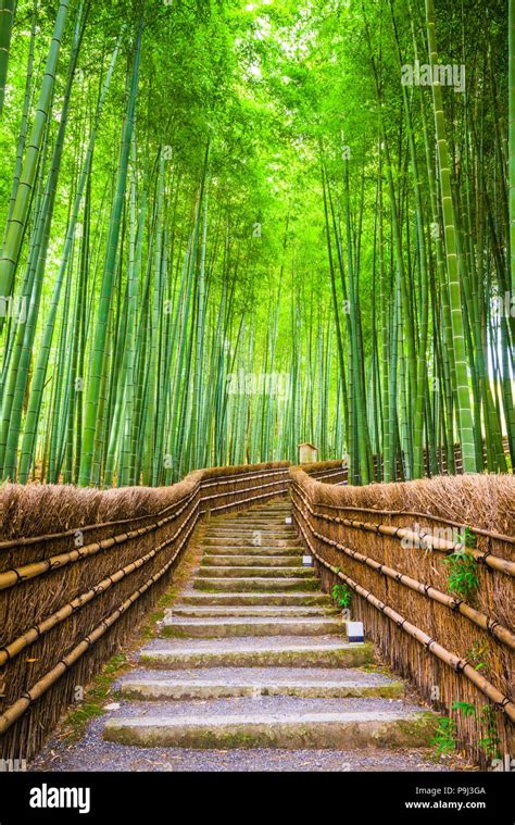 Kyoto, Japan in the bamboo forest Stock Photo - Alamy