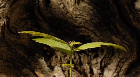 From seed to sapling: Time-lapse of an oak tree – The Kid Should See This