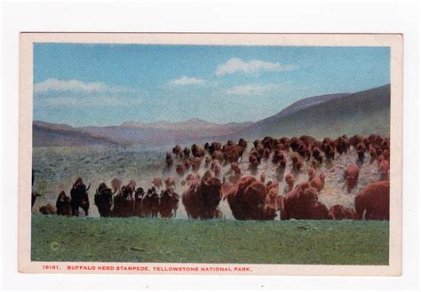 White border postcard. Buffalo herd stampede, Yellowstone National Park ...