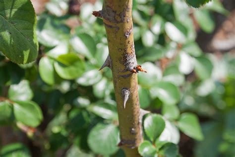 Thorns On Rose Cane Free Stock Photo - Public Domain Pictures